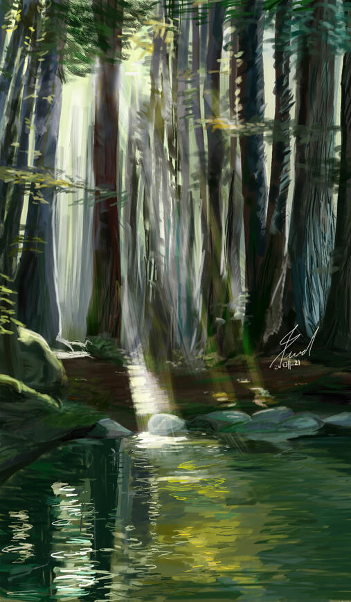 Forest Lights